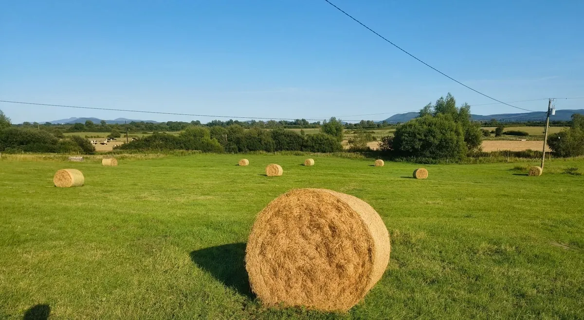 Hay - Image 1