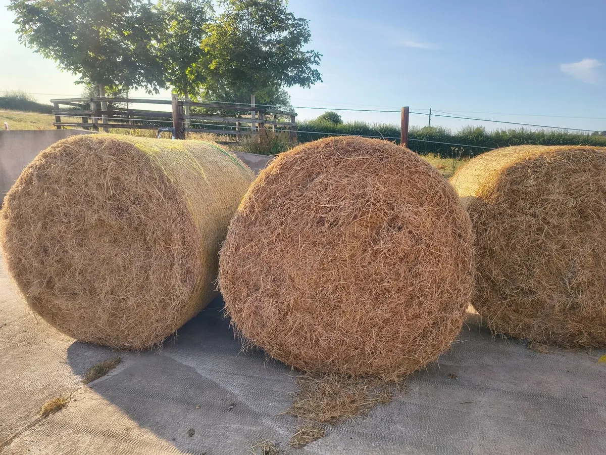 Hay - Image 2