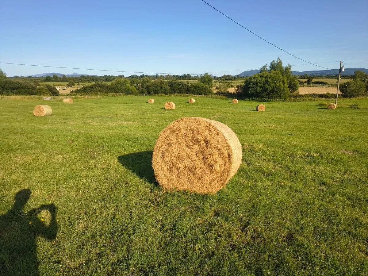 Hay - Image 3