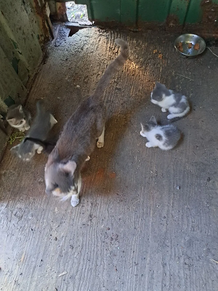 Kittens - Image 1