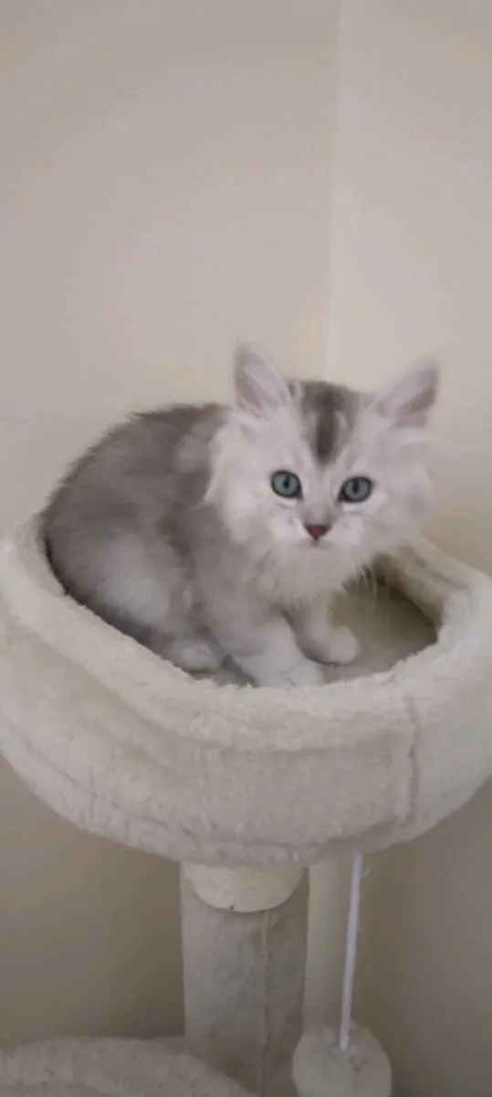 Gorgeous Longhair BSH Ragdoll Kitten - Image 1
