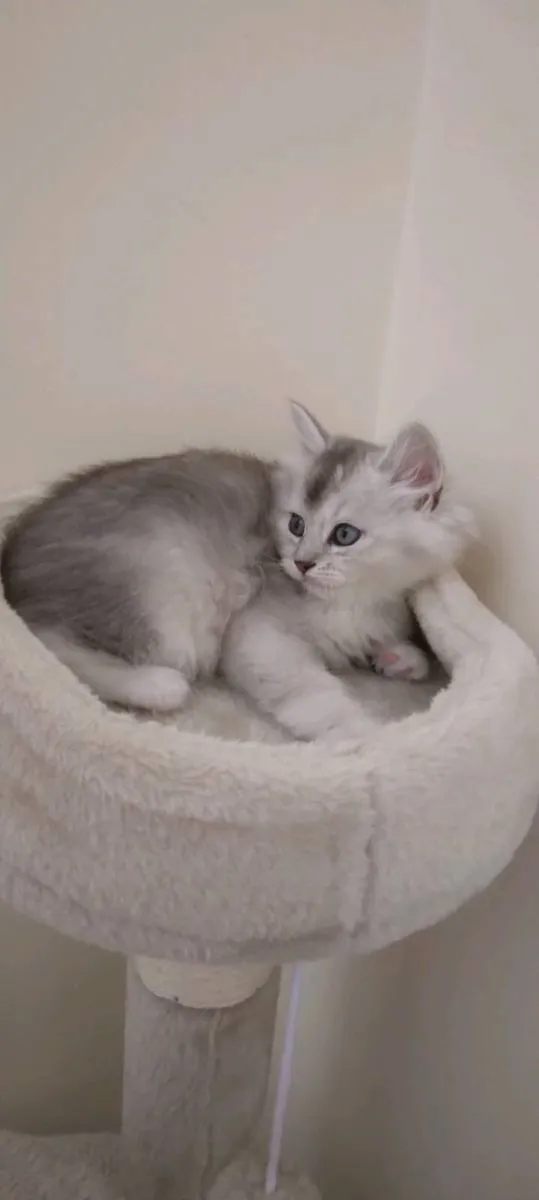 Gorgeous Longhair BSH Ragdoll Kitten - Image 2