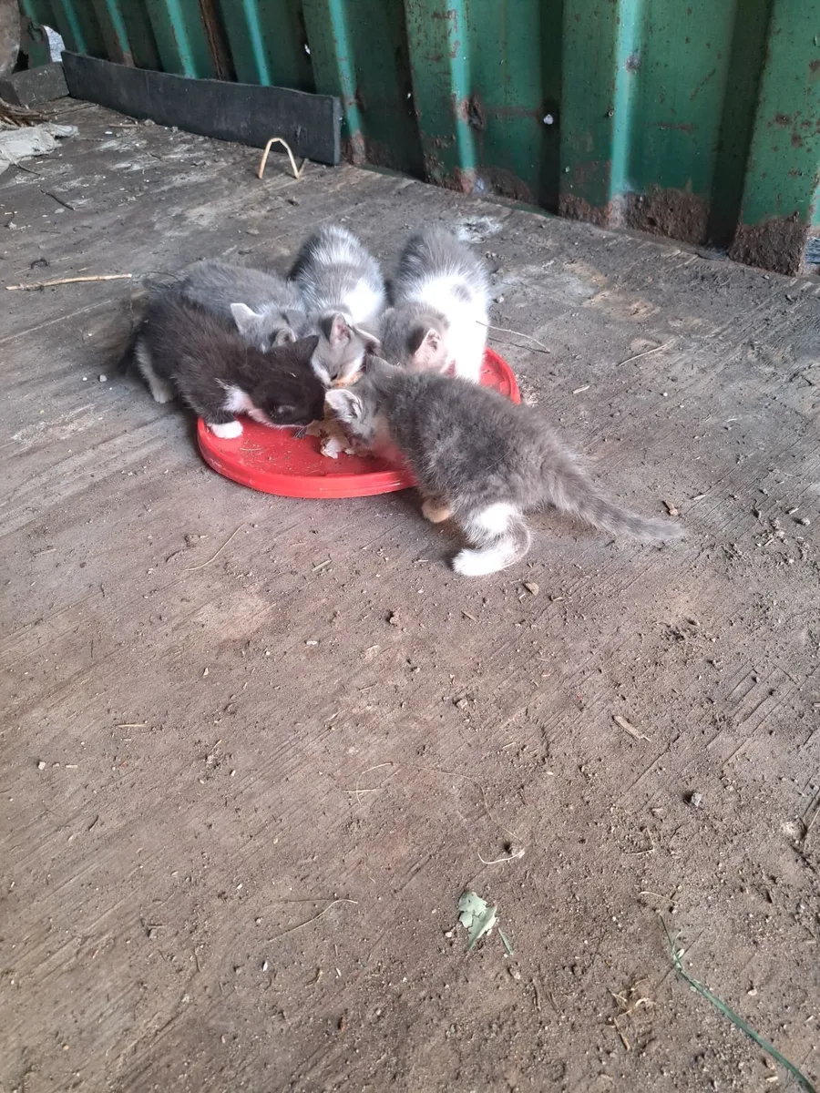 Kittens - Image 2