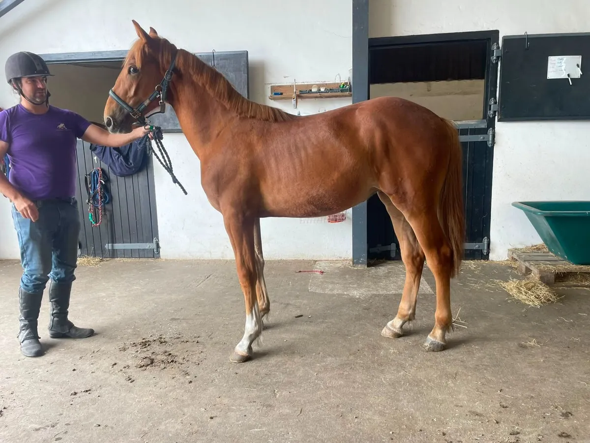 Horse - Image 1