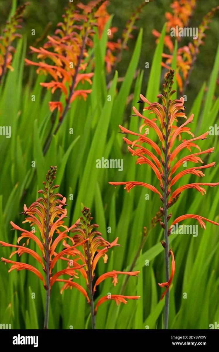 Plant bulbs