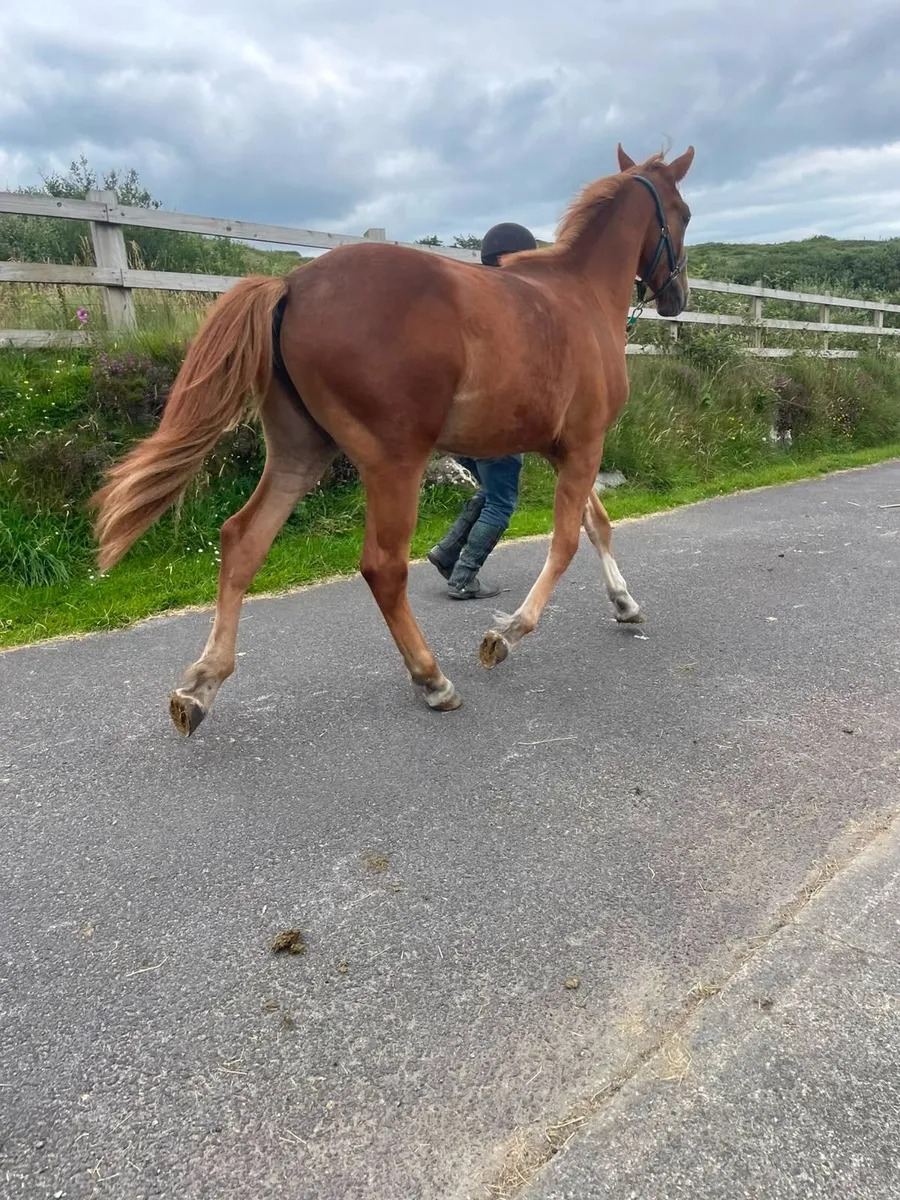 Horse - Image 2