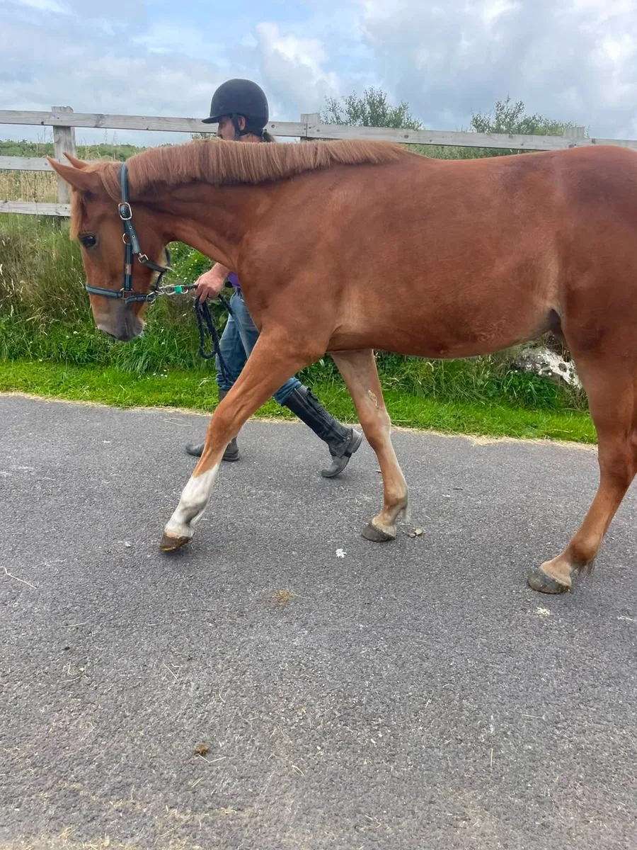 Horse - Image 3