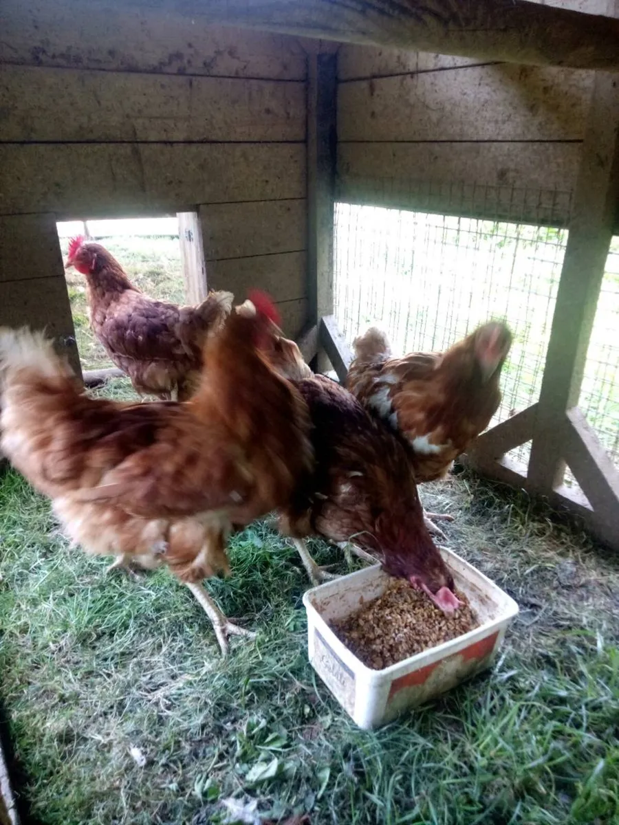 Hen's/ Duck's/ Roosters/ Hatching eggs. - Image 1