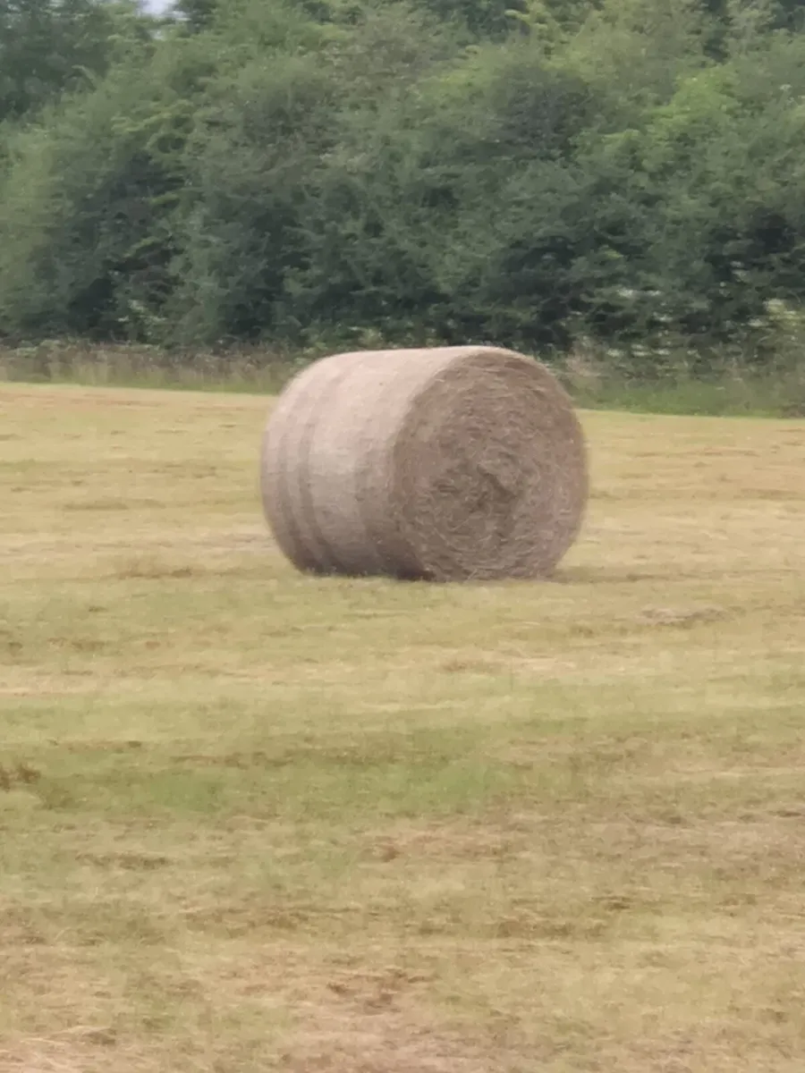 Hay - Image 1