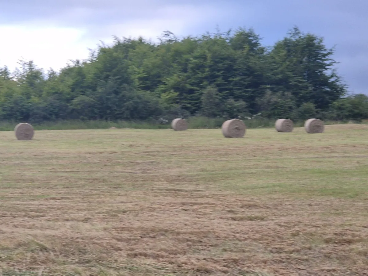 Hay - Image 2