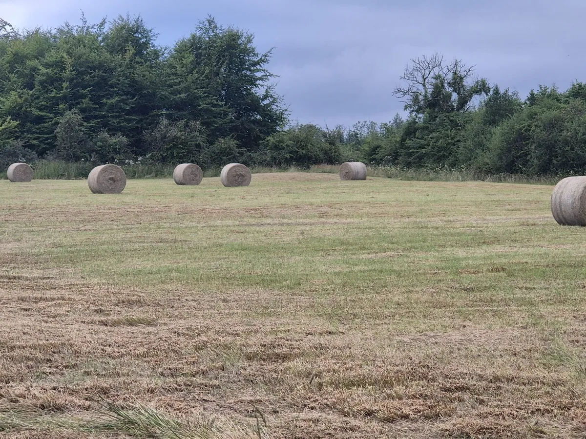Hay - Image 3