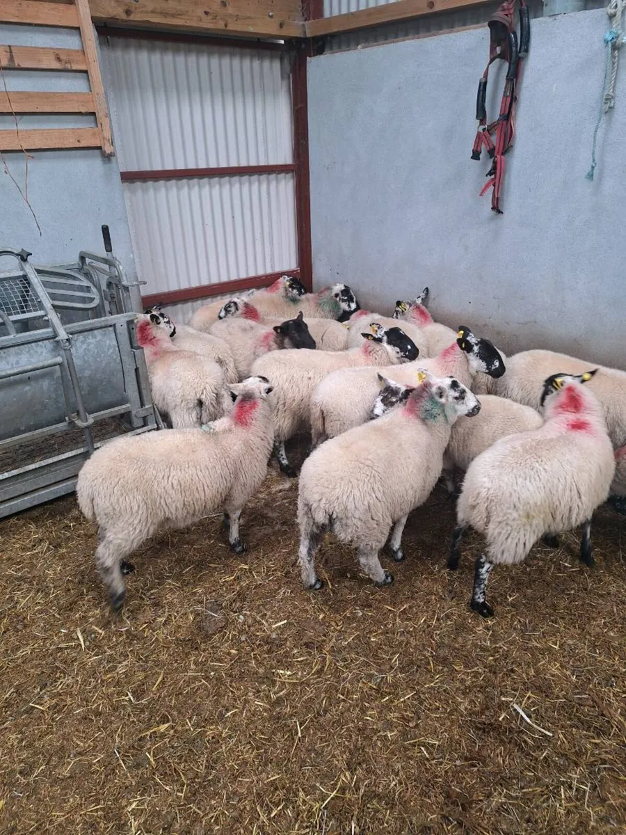 21 Crossbred store lambs - Image 3