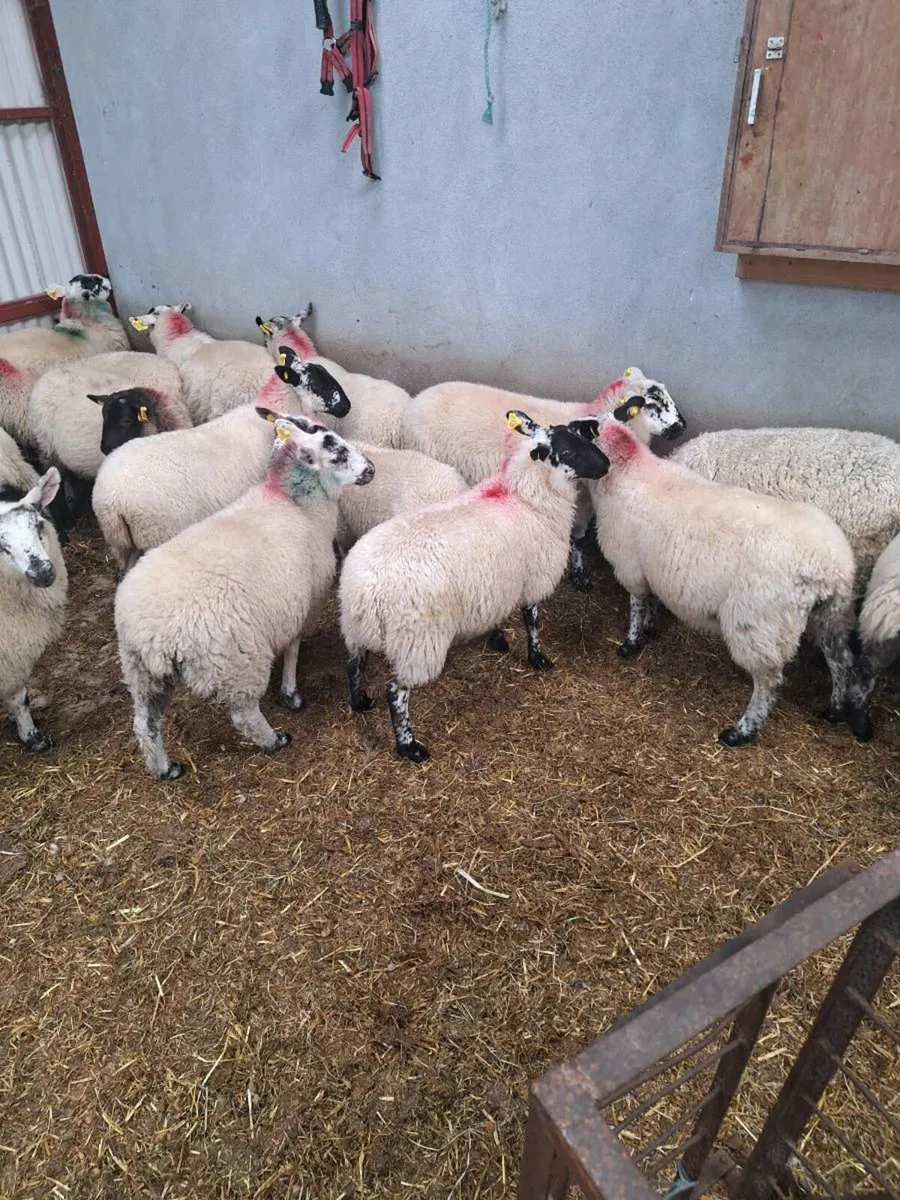 21 Crossbred store lambs - Image 4