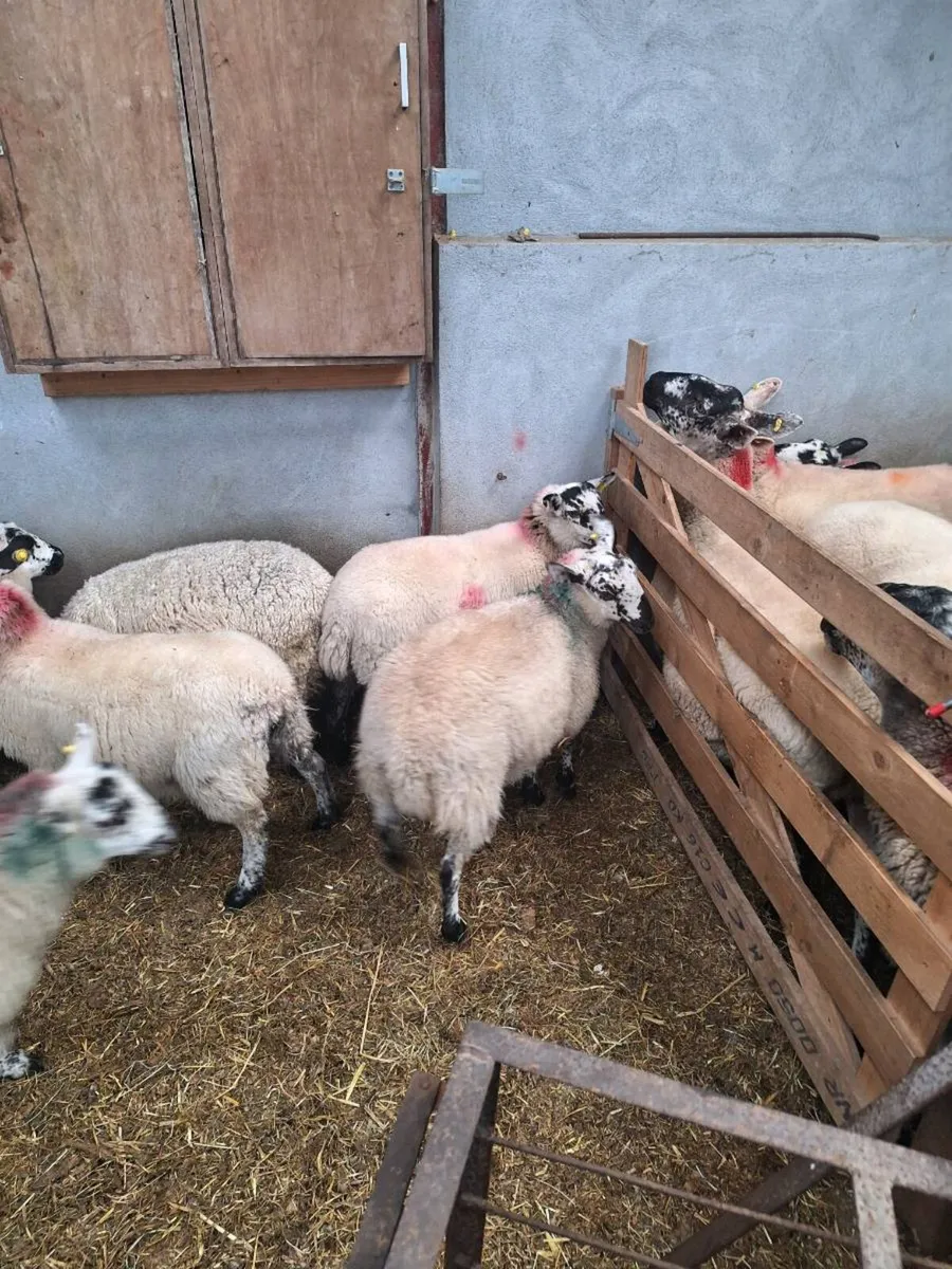 21 Crossbred store lambs - Image 2