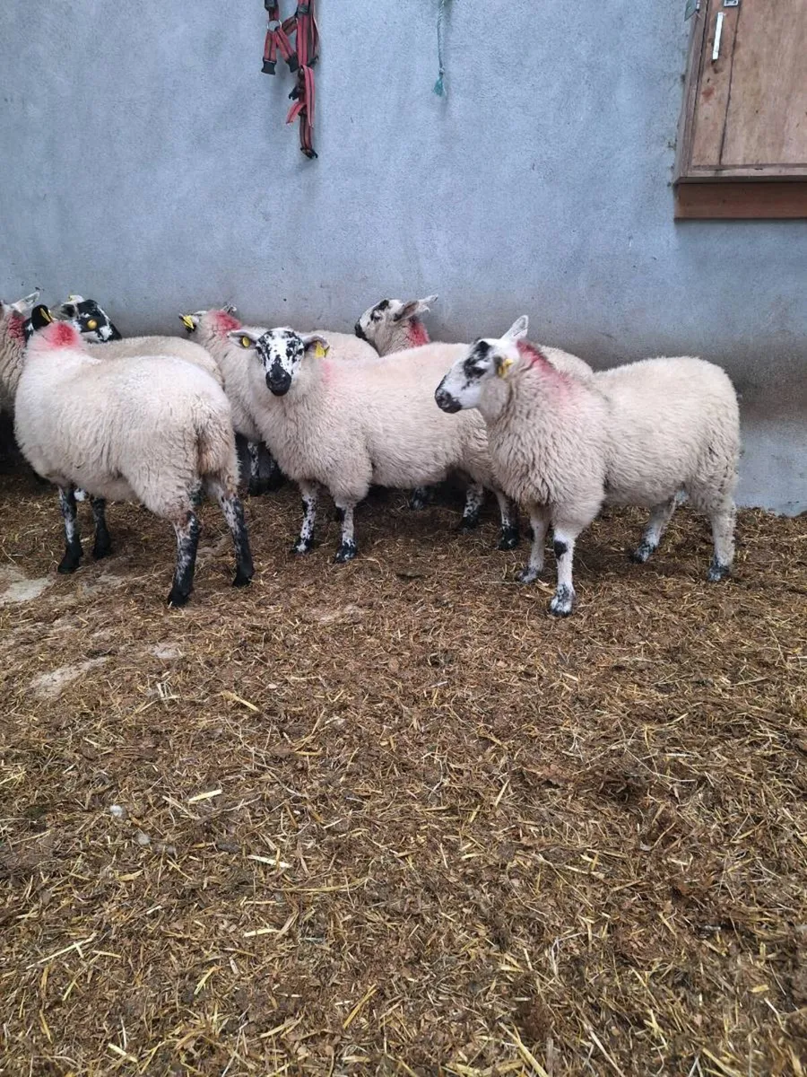 21 Crossbred store lambs - Image 1