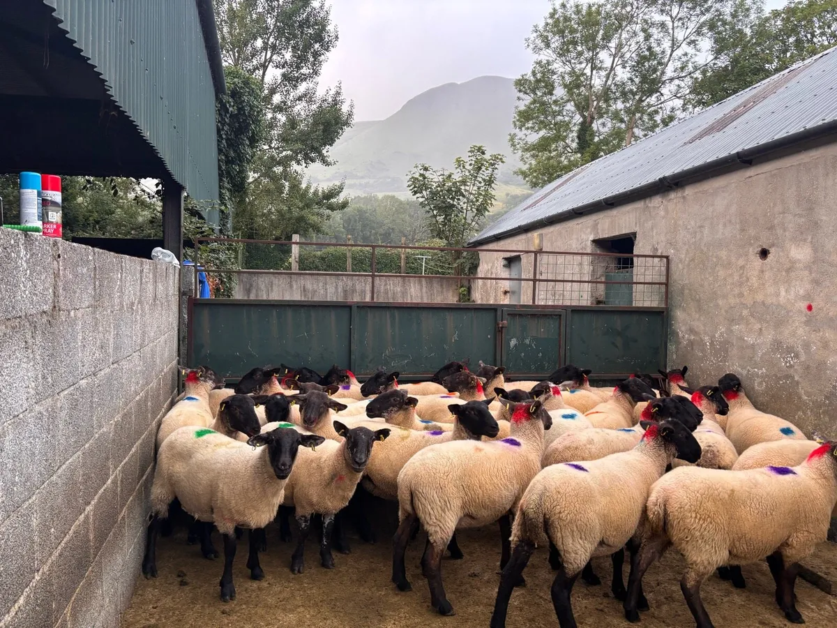 30 Suffolk x Hoggetts-Ballymote Tuesday evening! - Image 2