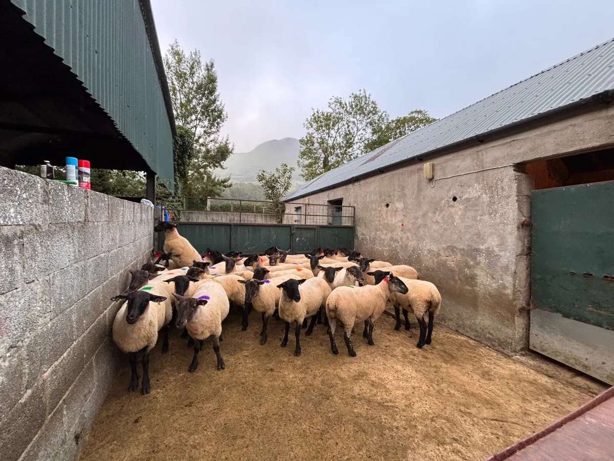 30 Suffolk x Hoggetts-Ballymote Tuesday evening! - Image 3