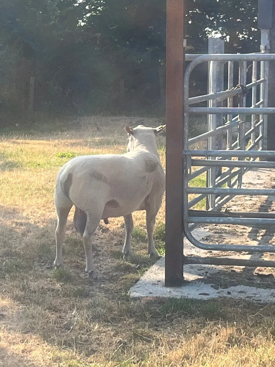 Pure bred Charloais hogget ram for sale - Image 2