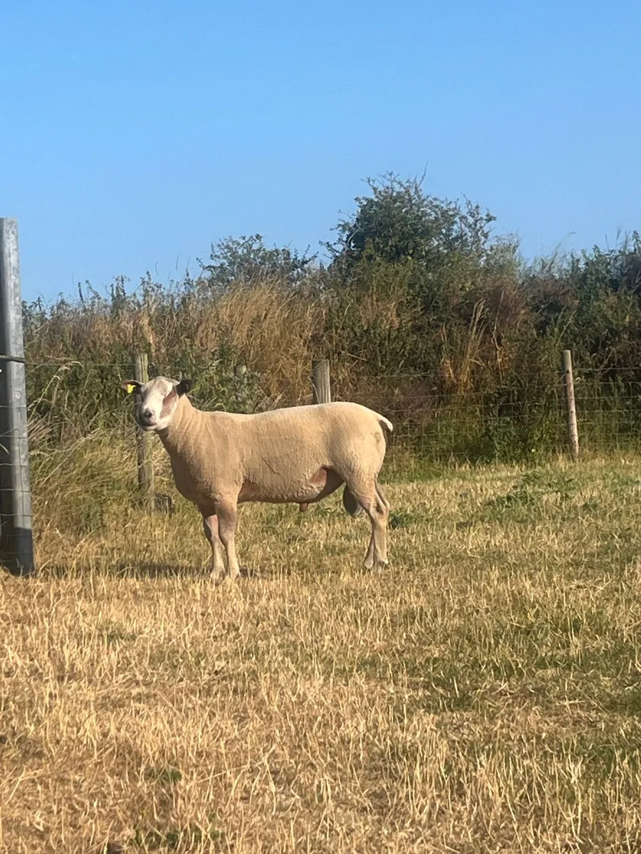 Pure bred Charloais hogget ram for sale - Image 1