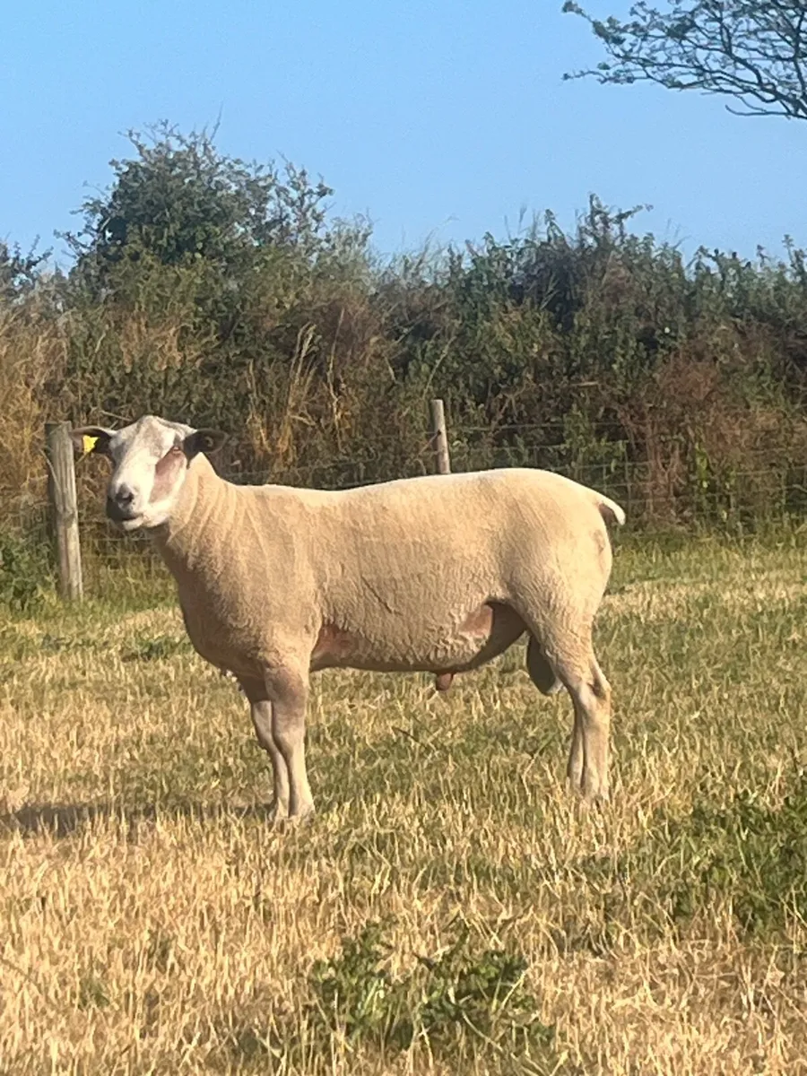 Pure bred Charloais hogget ram for sale - Image 3