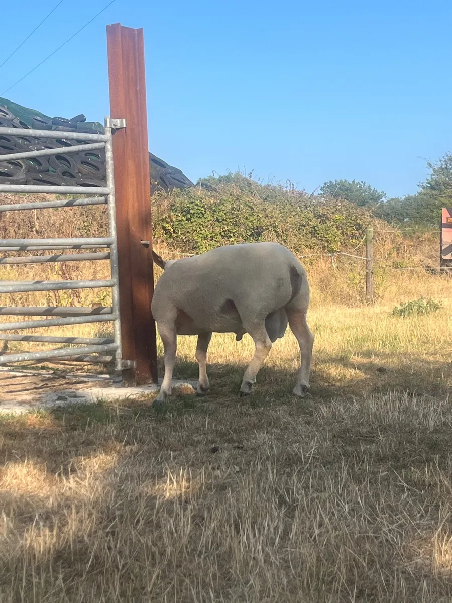 Pure bred Charloais hogget ram for sale - Image 4