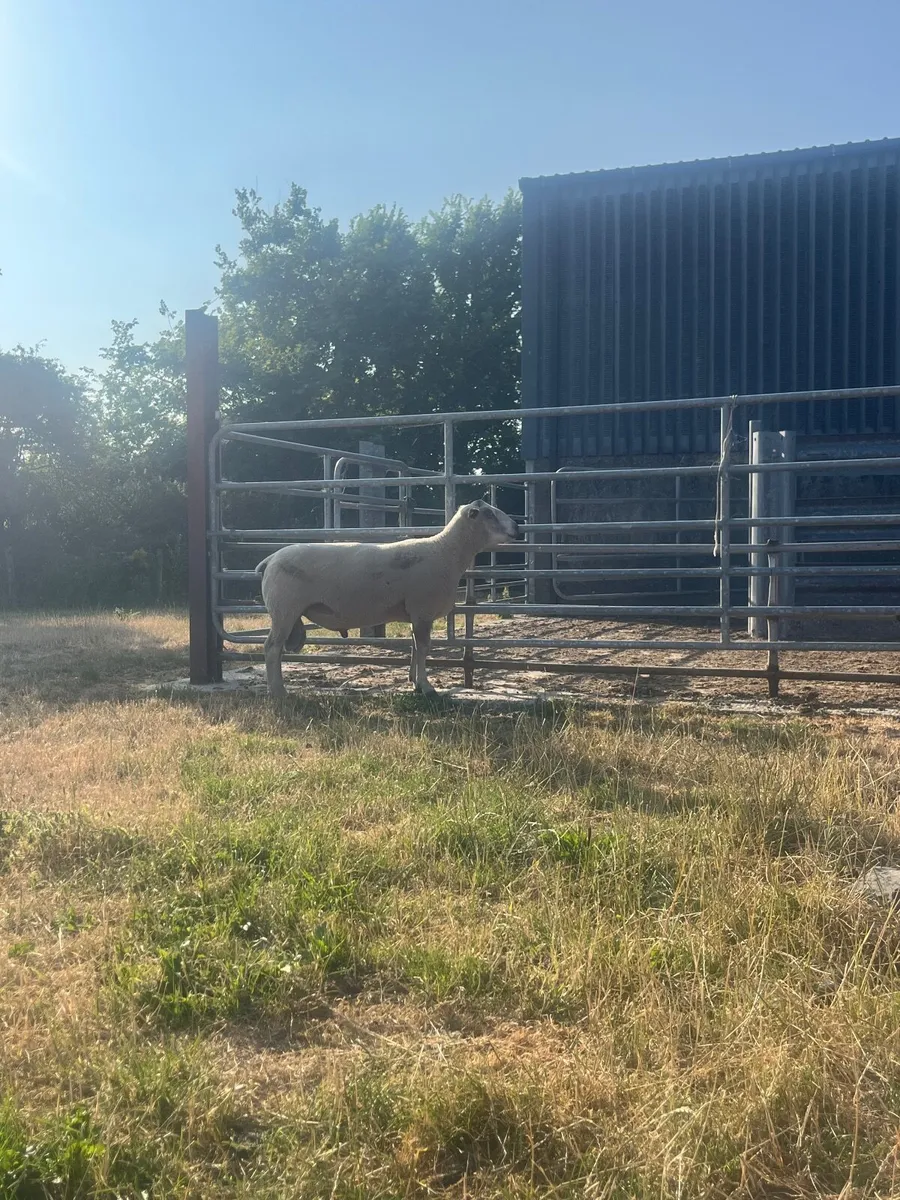 Pure bred Charloais hogget ram for sale - Image 4