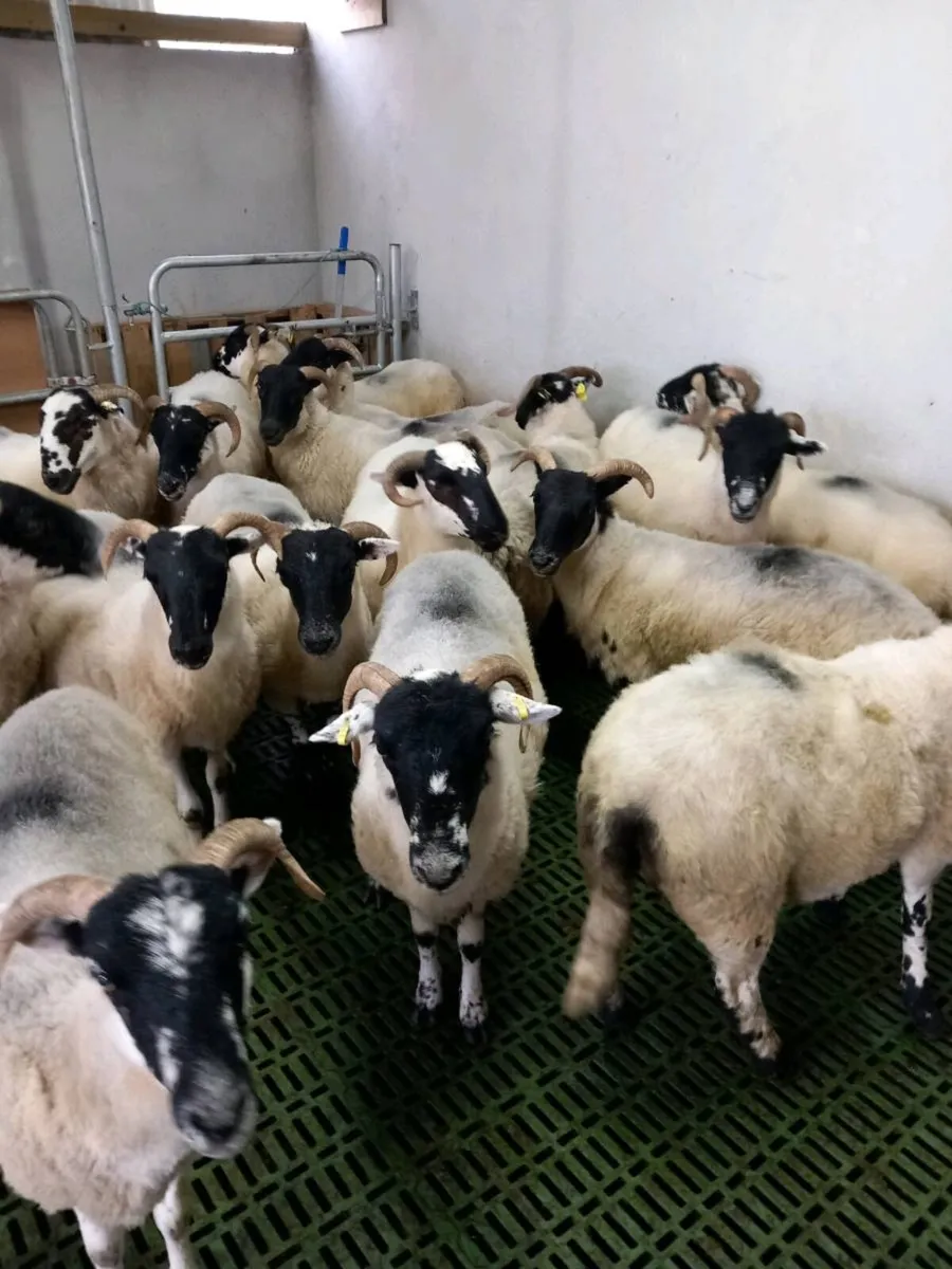 Sheep - Image 1