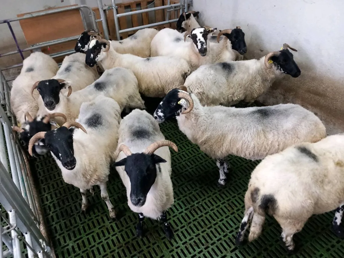 Sheep - Image 2