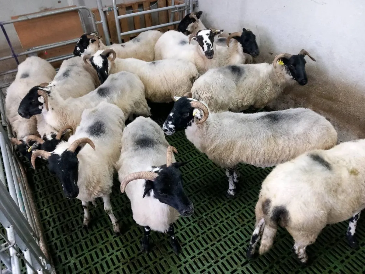 Sheep - Image 3