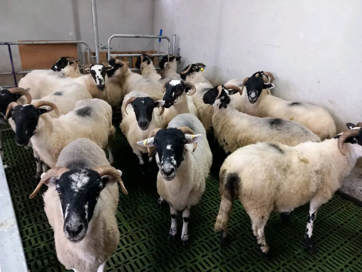 Sheep - Image 4
