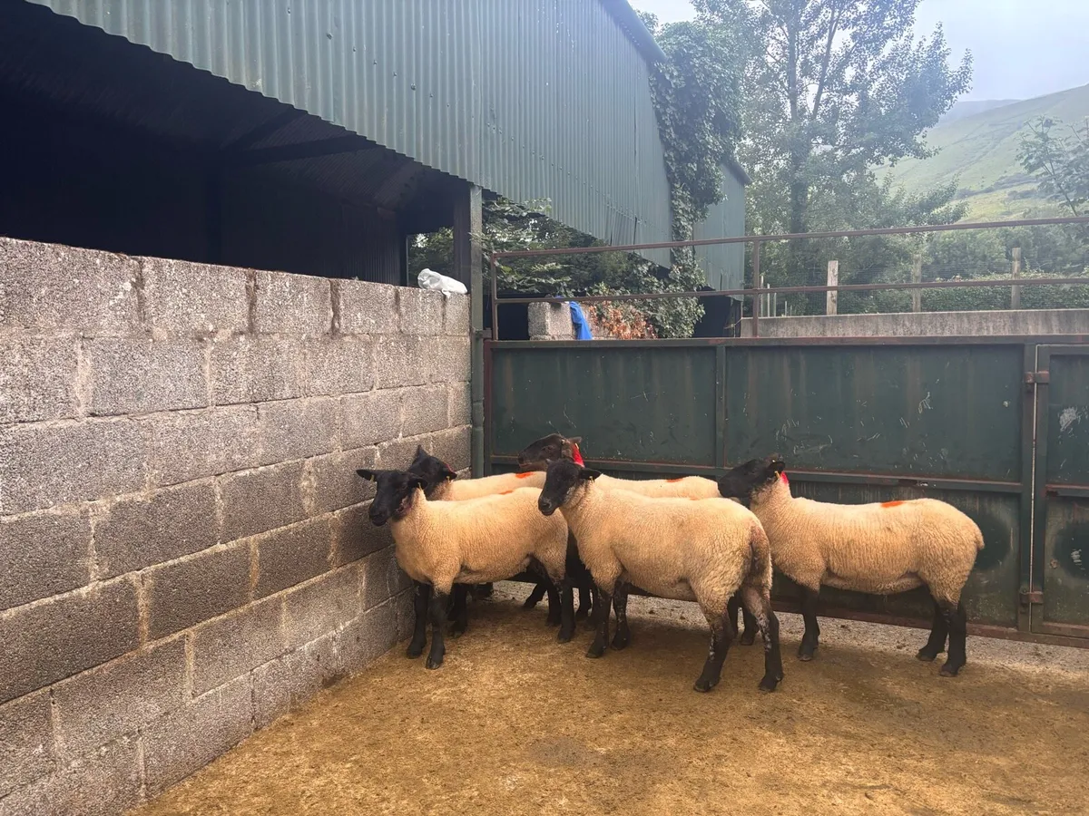30 Suffolk x Hoggetts-Ballymote Tuesday evening! - Image 4