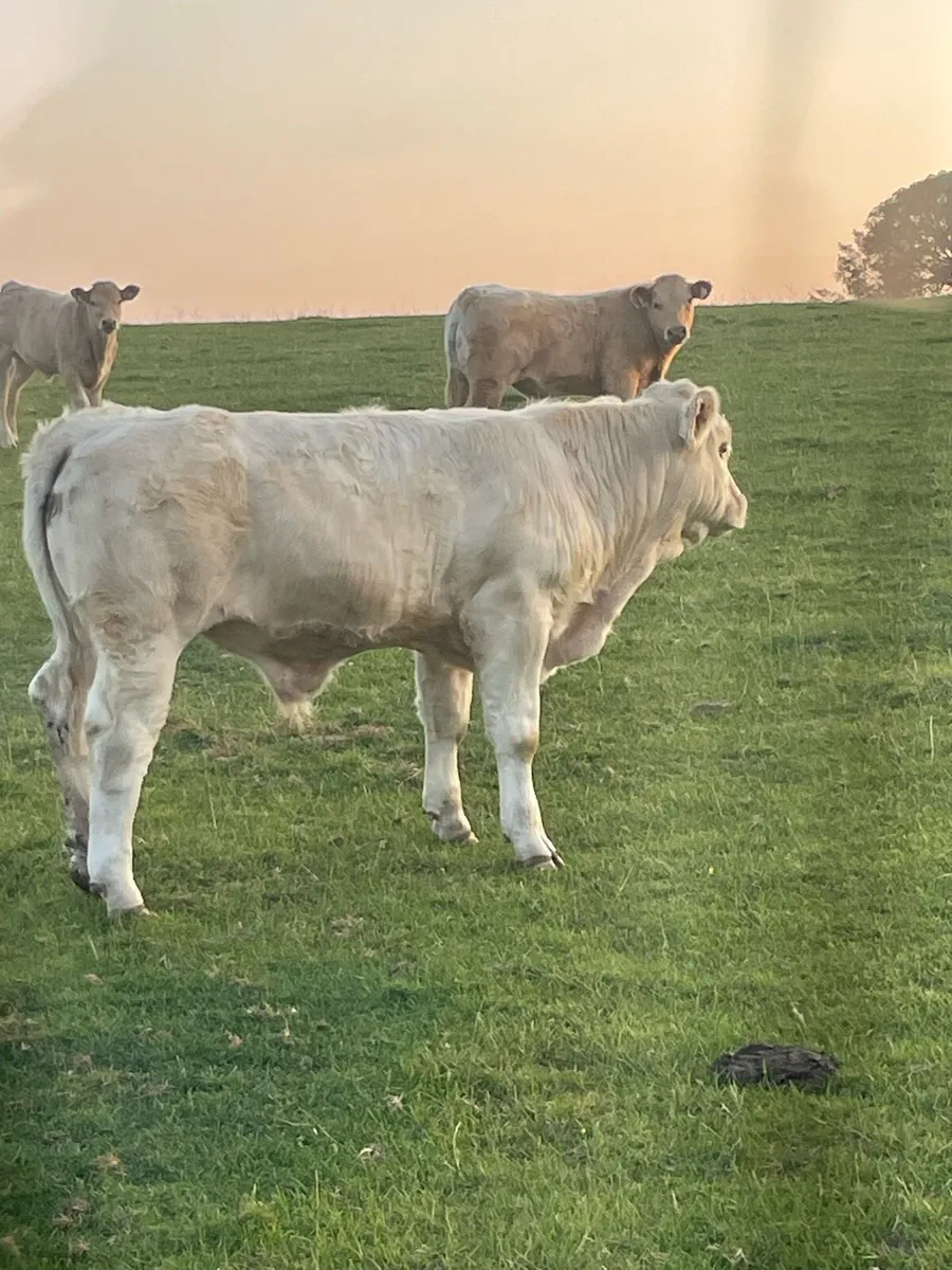 Ch Bull - Image 3