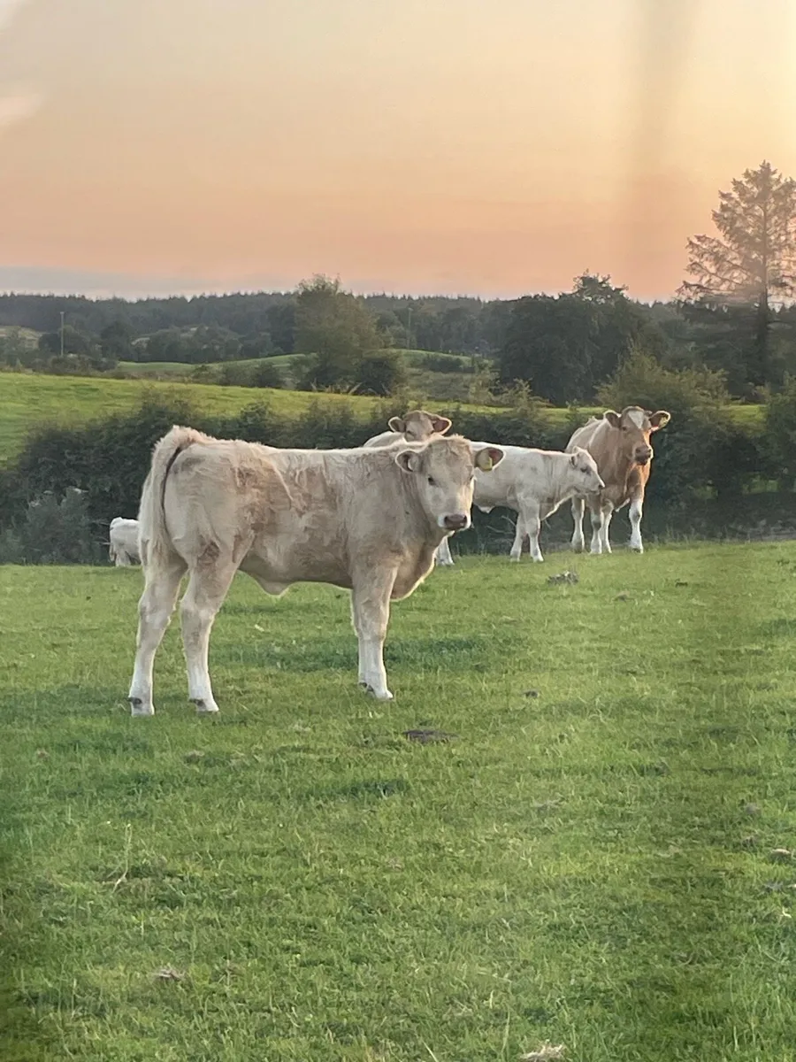 Ch Bull - Image 4