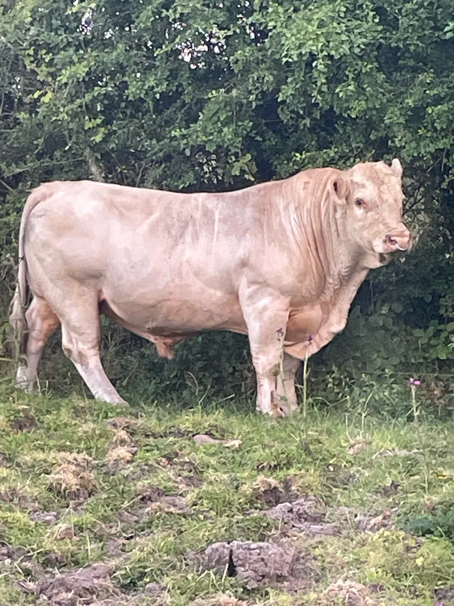 Ch Bull - Image 1