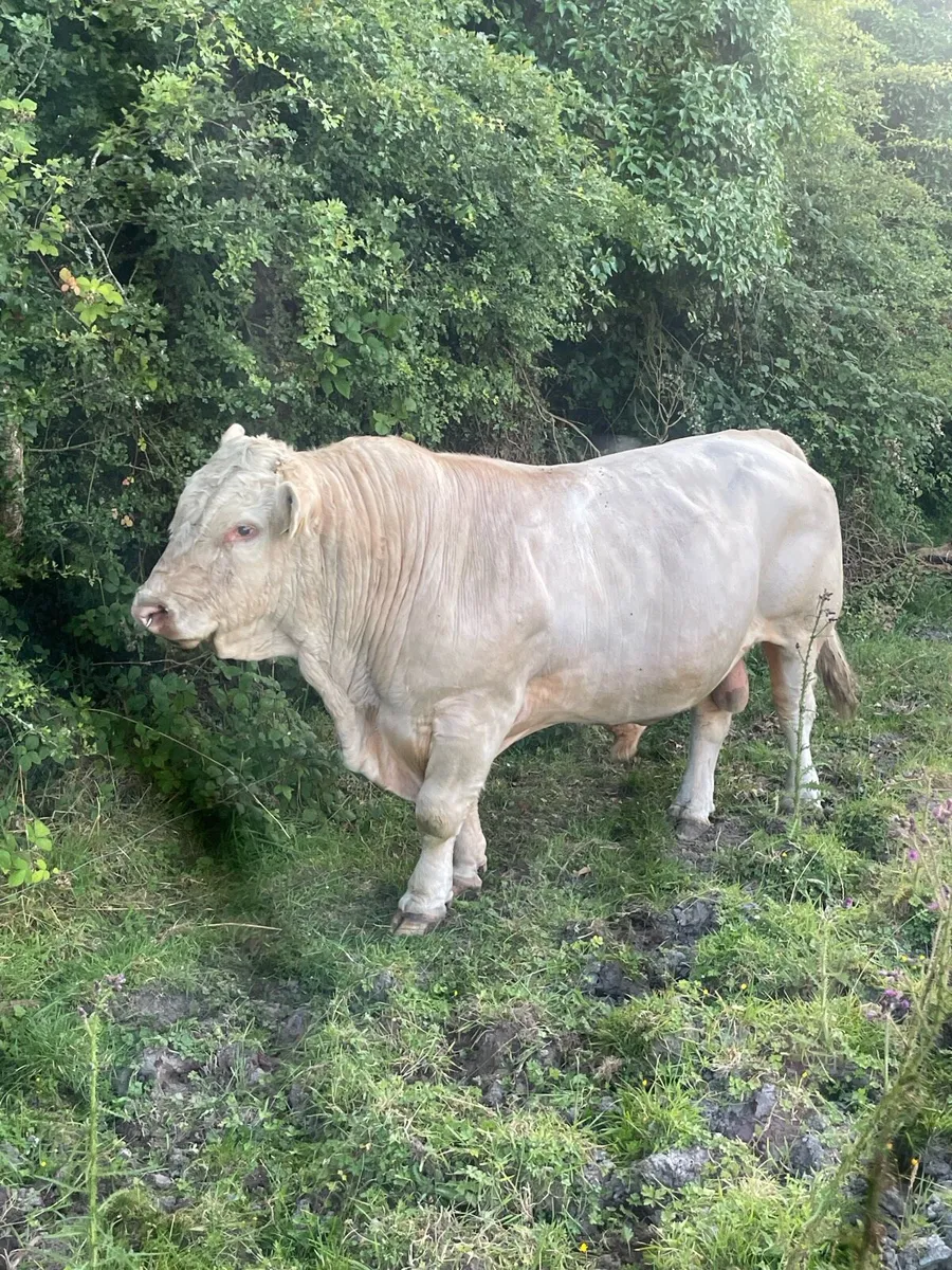 Ch Bull - Image 2