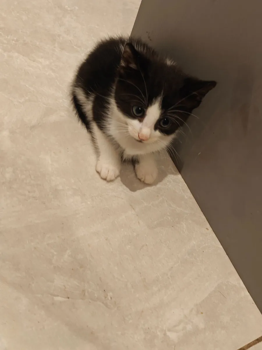 Kittens - Image 2