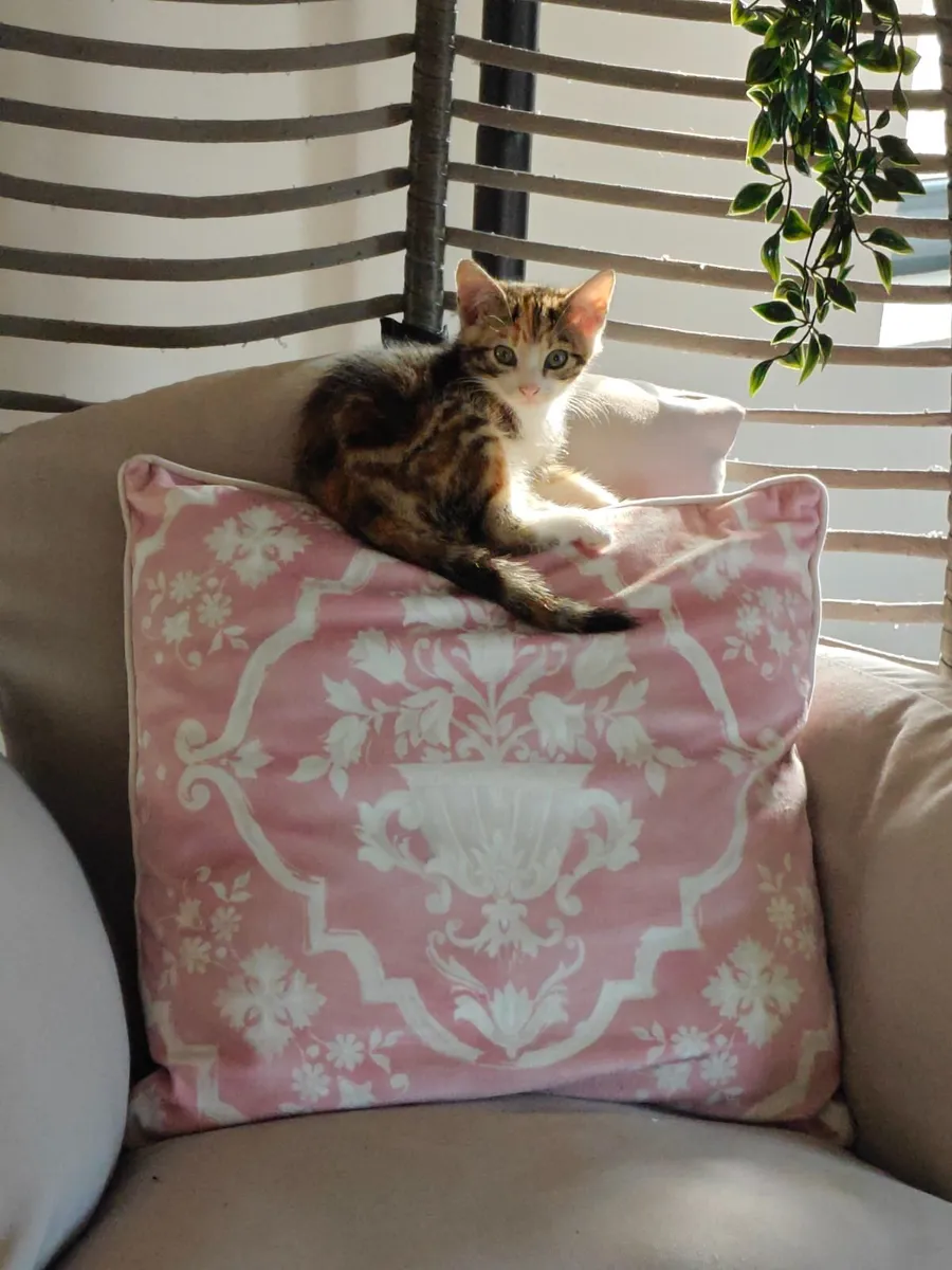 Kittens - Image 1