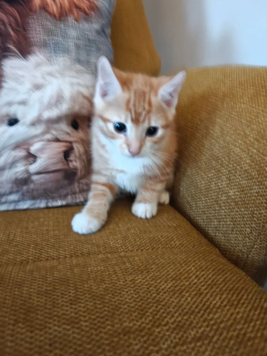 Kittens - Image 1
