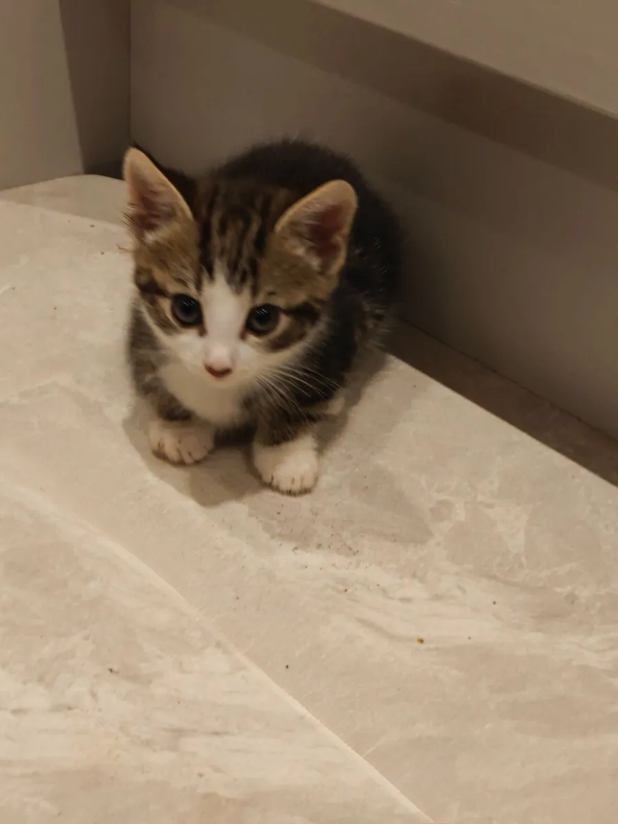 Kittens - Image 4