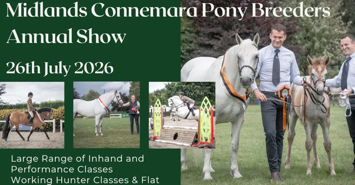 €3,000 All Ireland Connemara Broodmare C'ship - Image 2