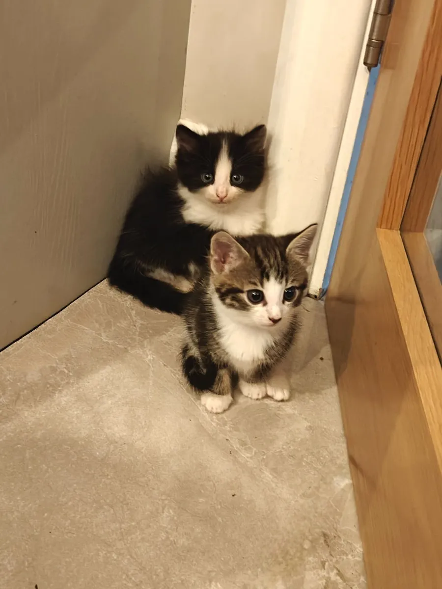 Kittens - Image 2