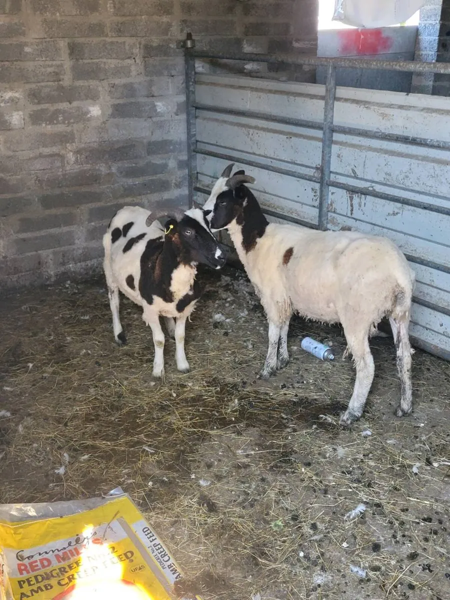Pbr Jacob hoggets - Image 2