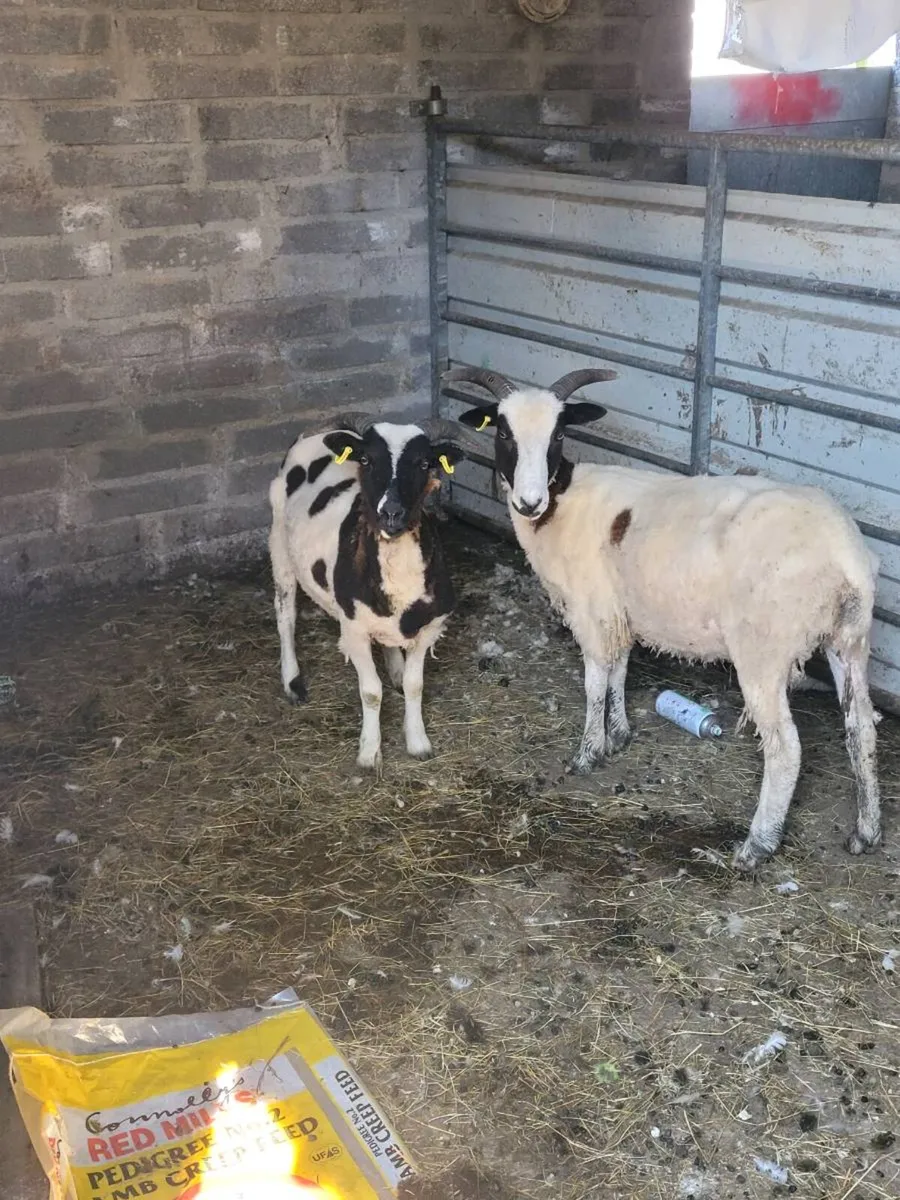 Pbr Jacob hoggets - Image 1