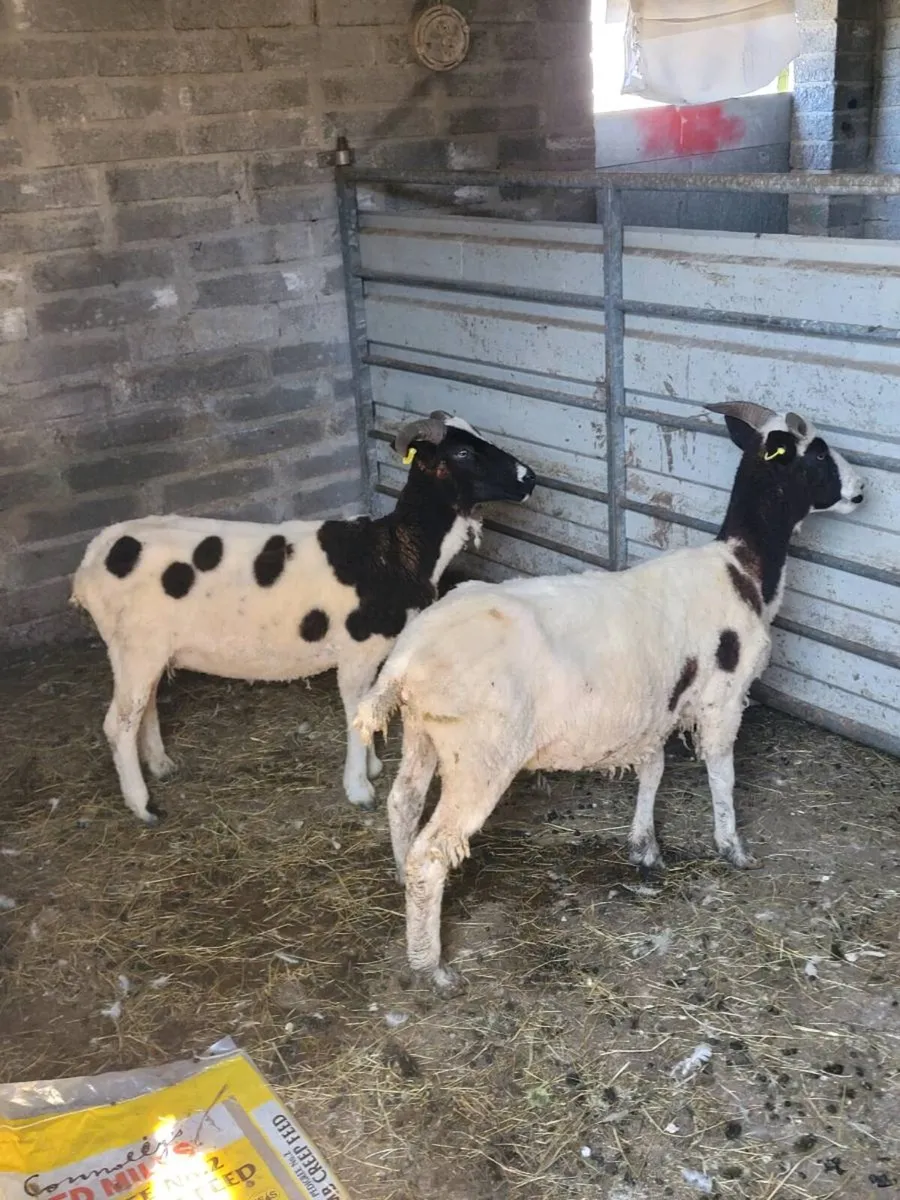 Pbr Jacob hoggets - Image 3