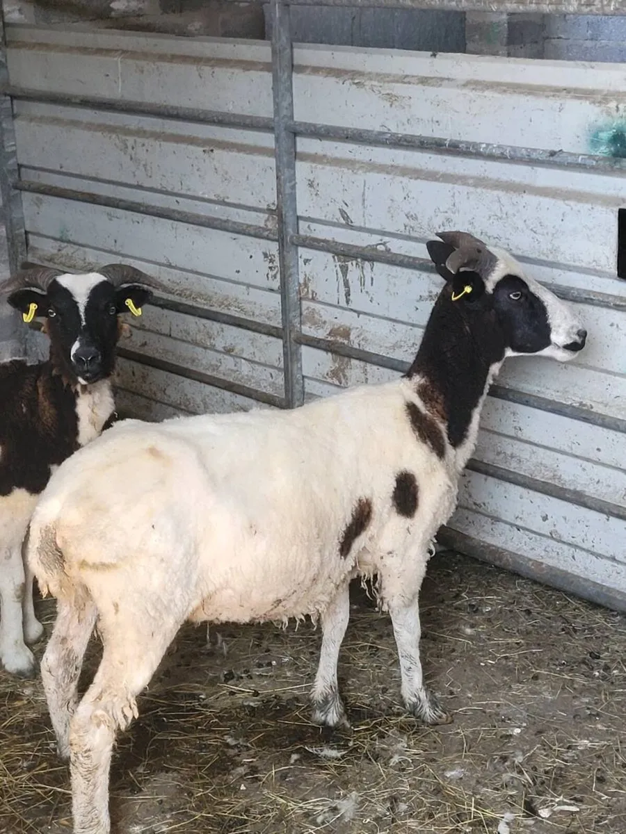 Pbr Jacob hoggets - Image 4