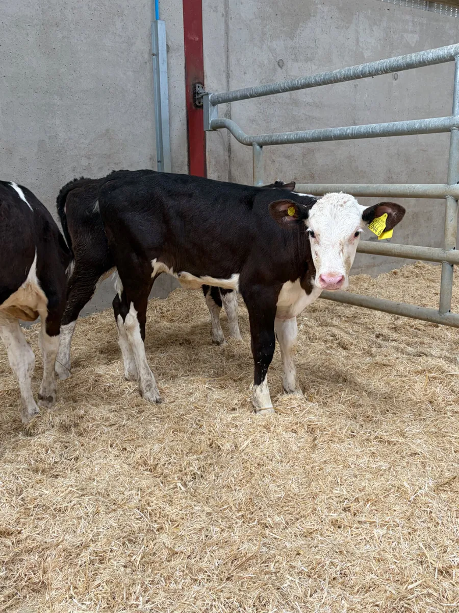 4 Hereford Heifer Calves - Image 4