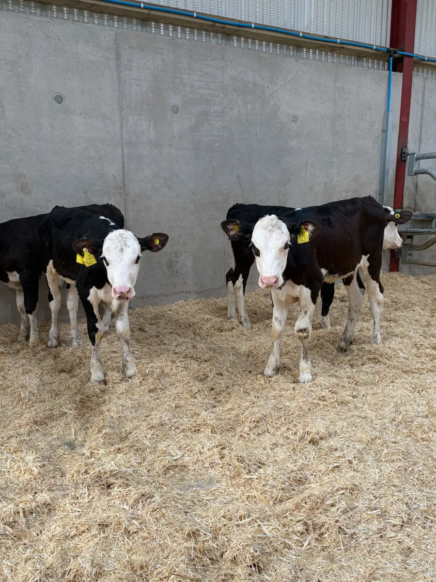 4 Hereford Heifer Calves - Image 2