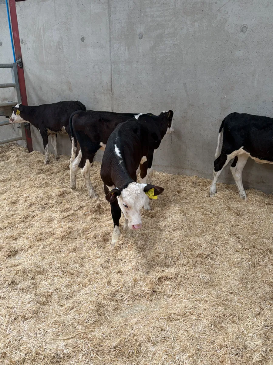 4 Hereford Heifer Calves - Image 1