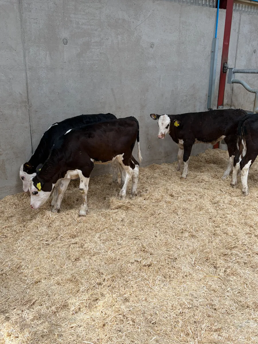 4 Hereford Heifer Calves - Image 3