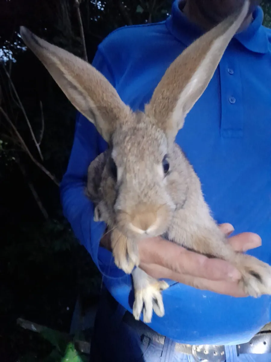 Flemish x New Zealand rabbits - Image 1